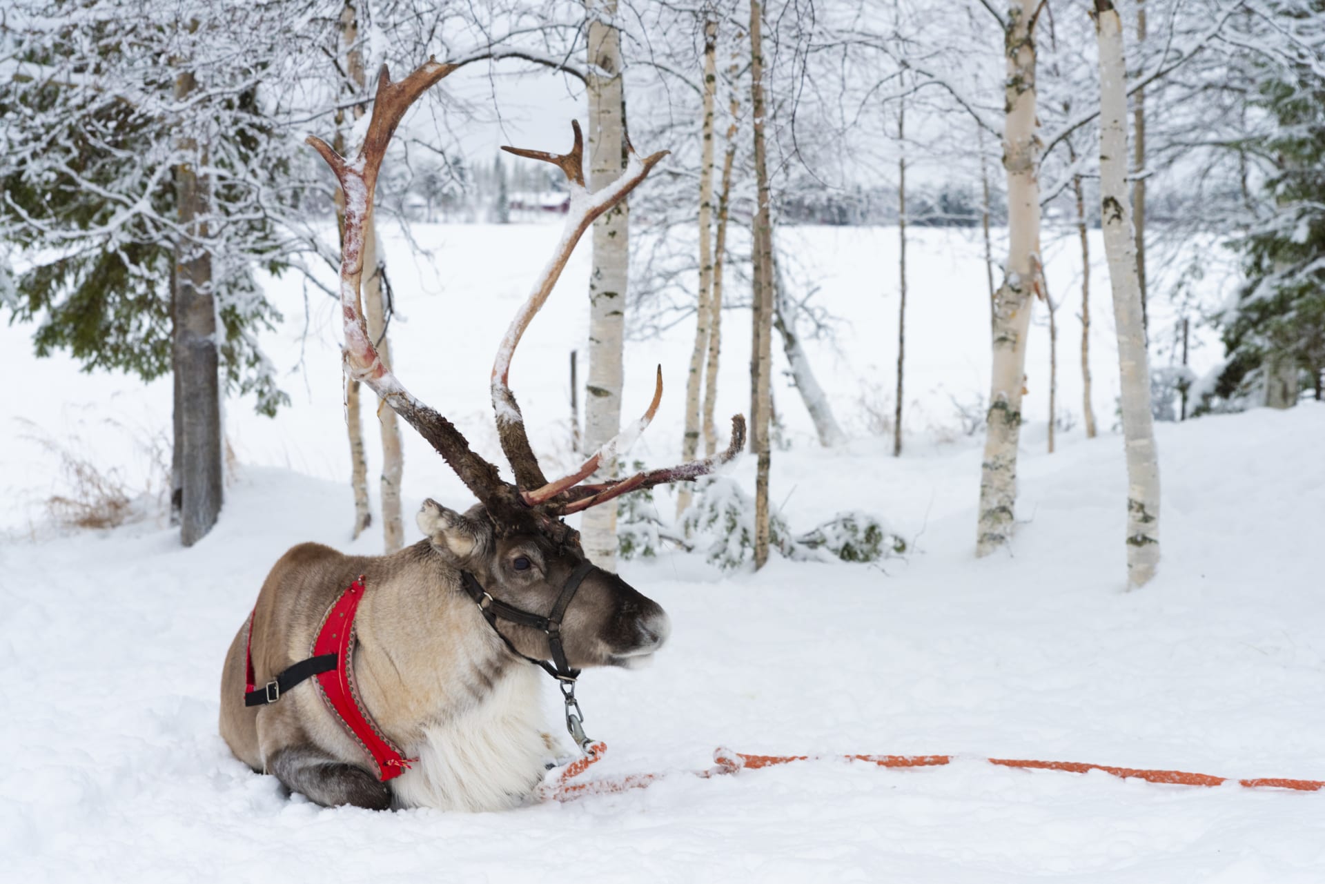 Reindeer farm