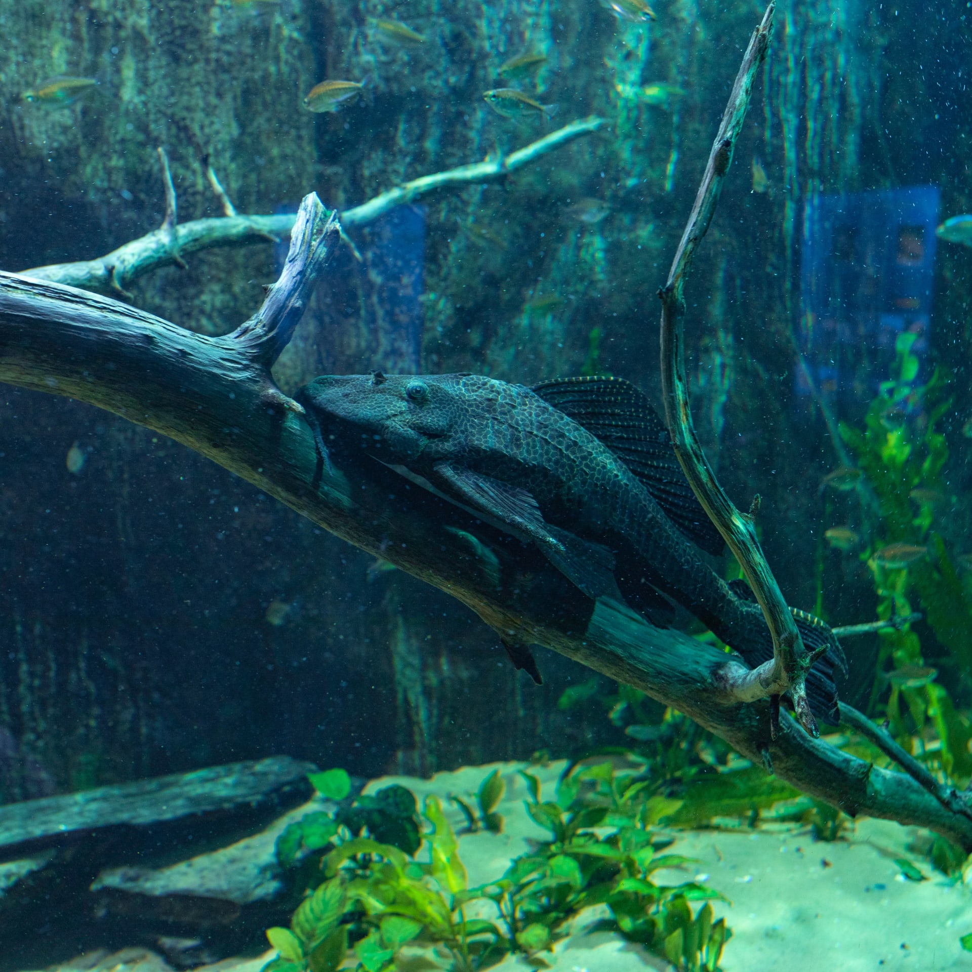 Särkänniemi Aquarium