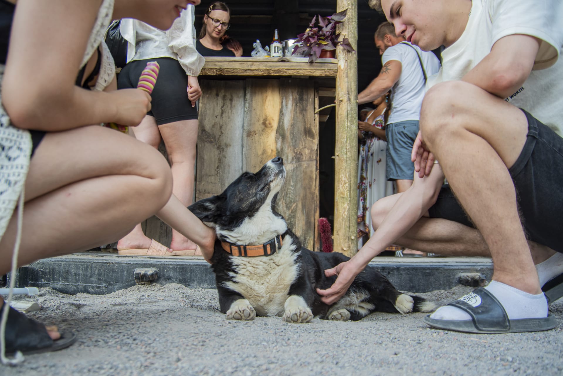 the watchdog of the host couple