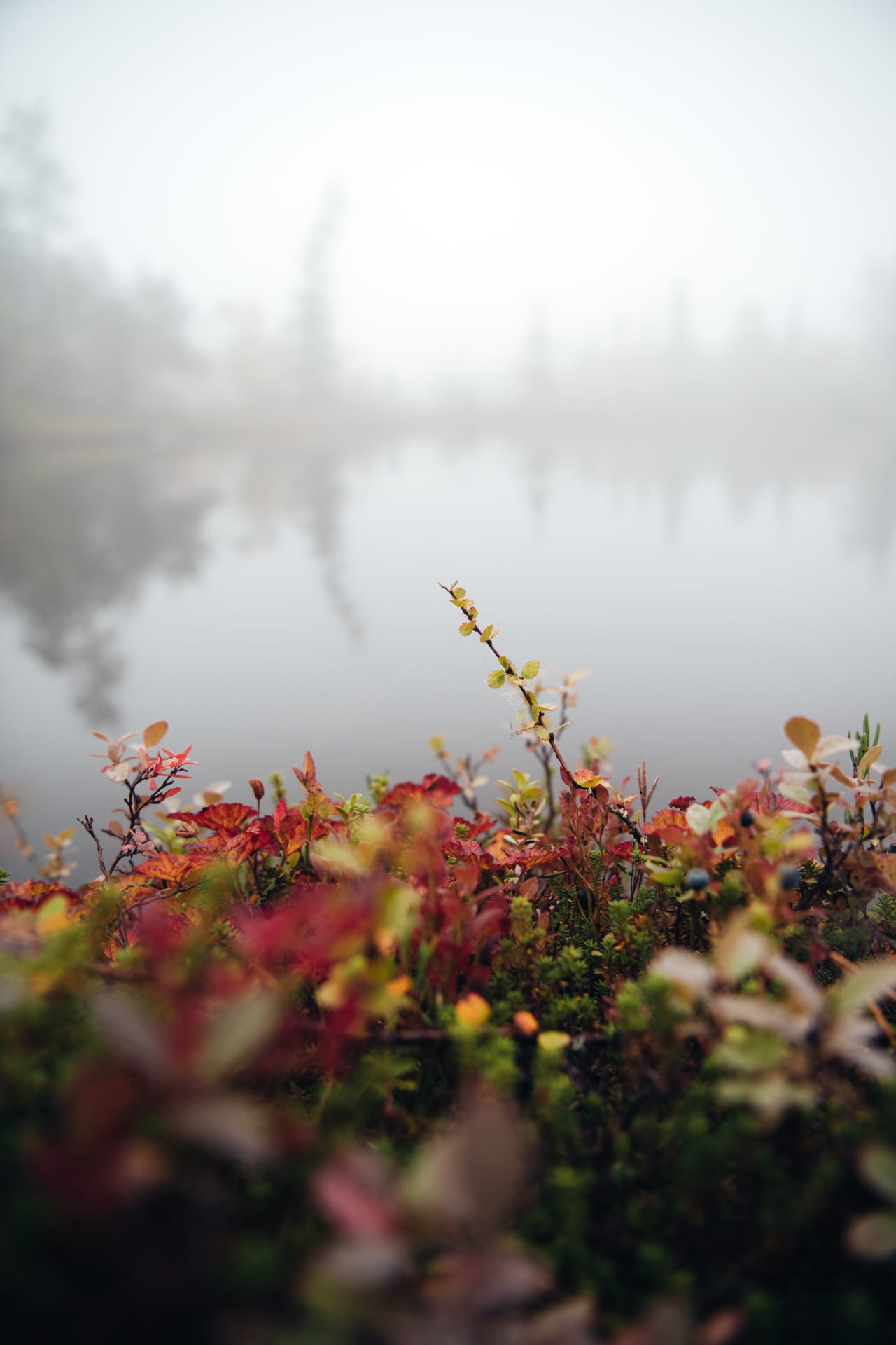 Autumn colors