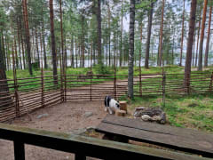 Vonkaleen perinteiset kesämökit - Helppoa ja rentoa järvilomaa luonnon keskellä