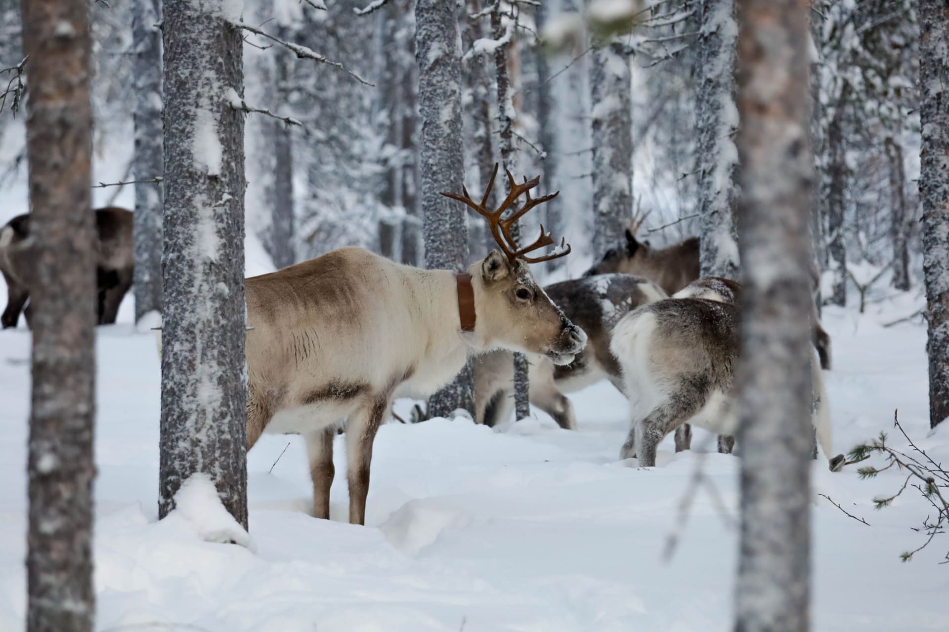 Oulu Reindeers & Christmas Trees 1