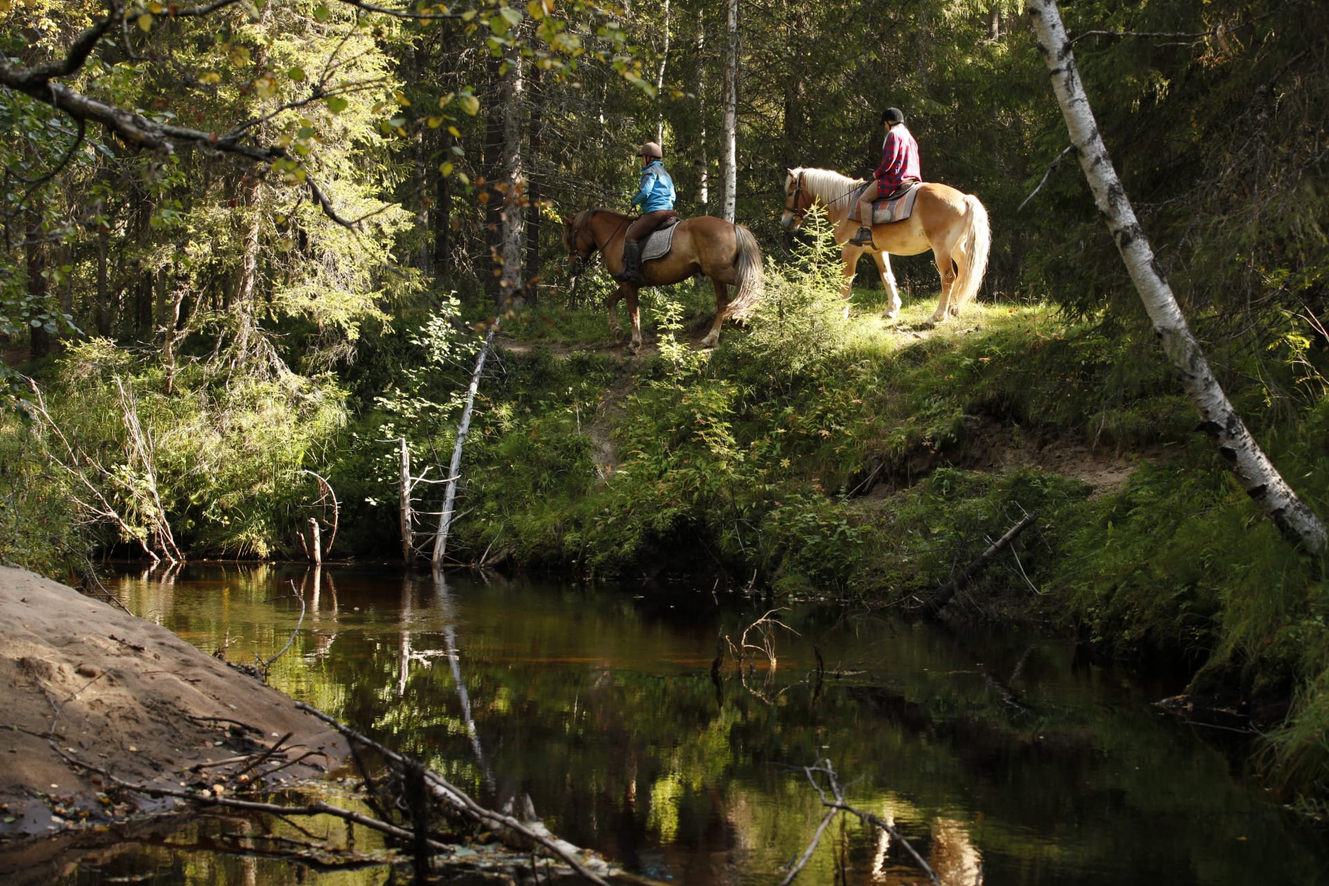 On the paths of Pine Forest – Refreshing Trail Riding Trip