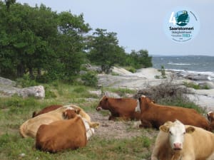 Lehmiä makaa rantahietikolla. Eläinten takana on kalliota ja meri. Kor ligger på strandsanden. Bakom djuren finns stenar och havet. Cows lie on the beach sand. Behind the animals are rocks and the sea.