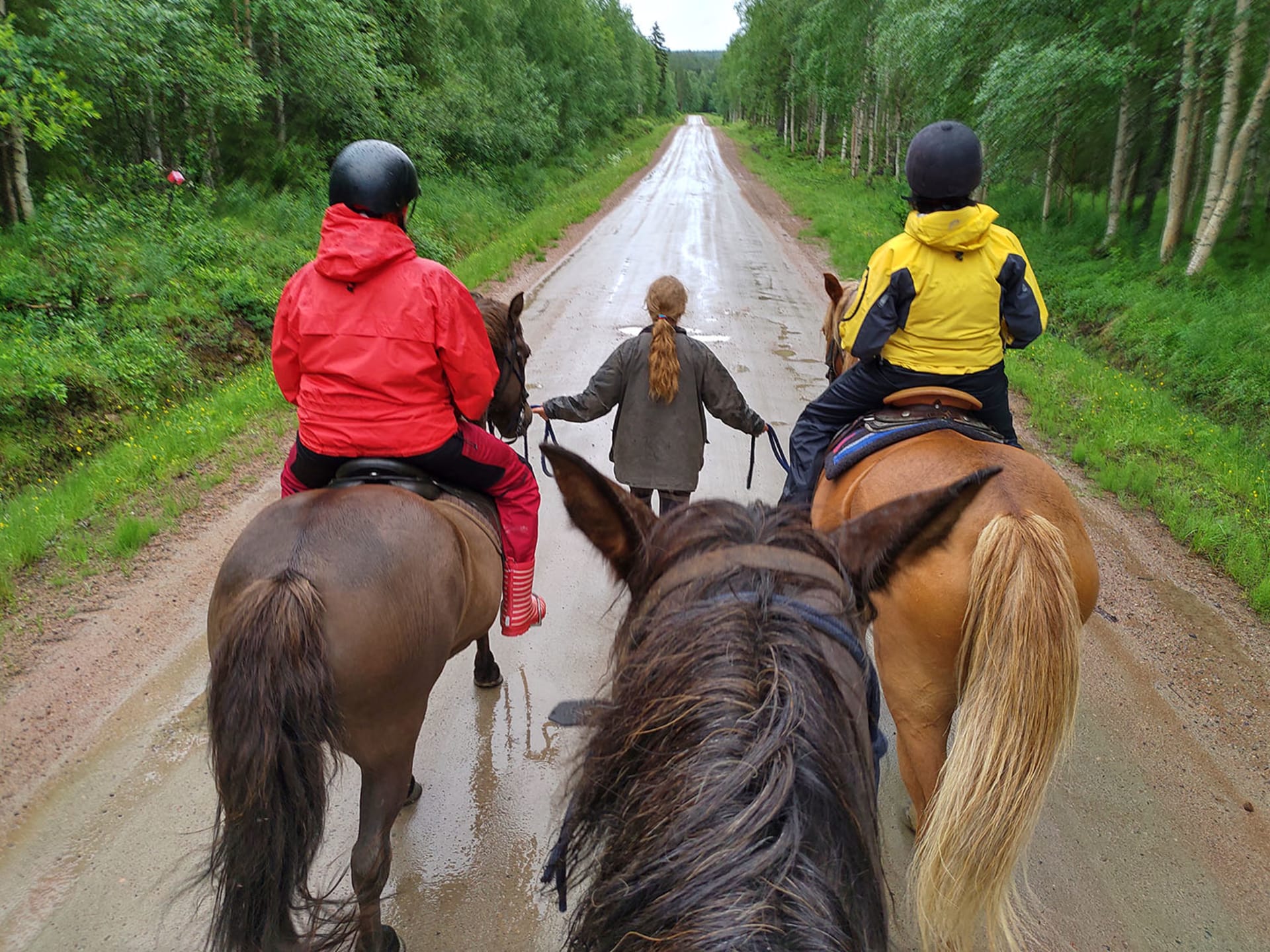 Arctic trail riding safari in a private forest area