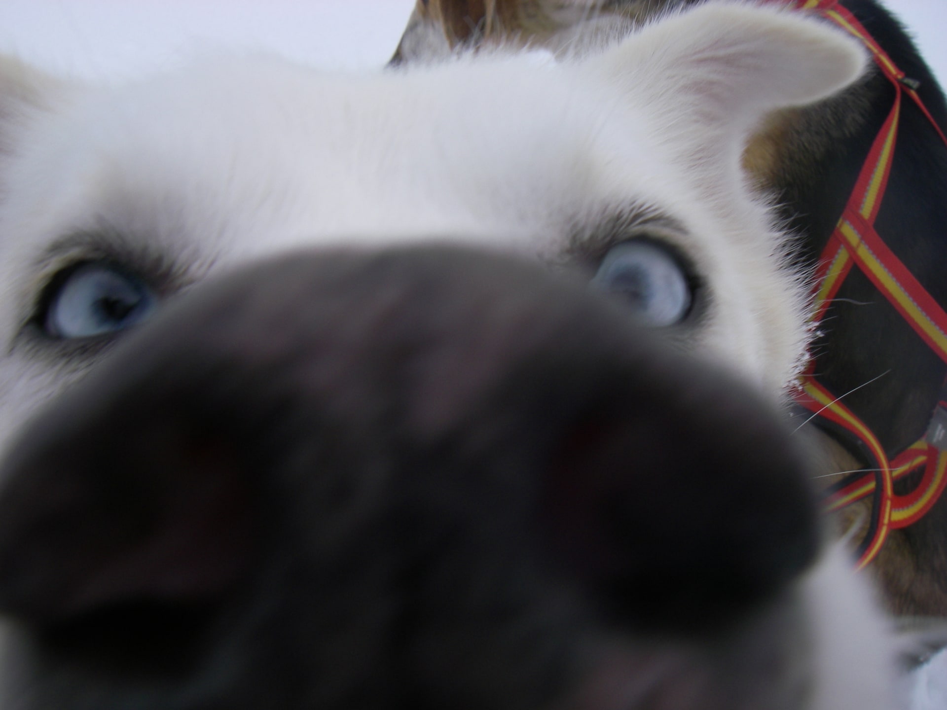 Winter Fun - Horse & Husky