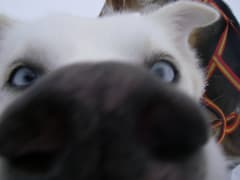 Talviriemua Hevos- ja Huskyelämys