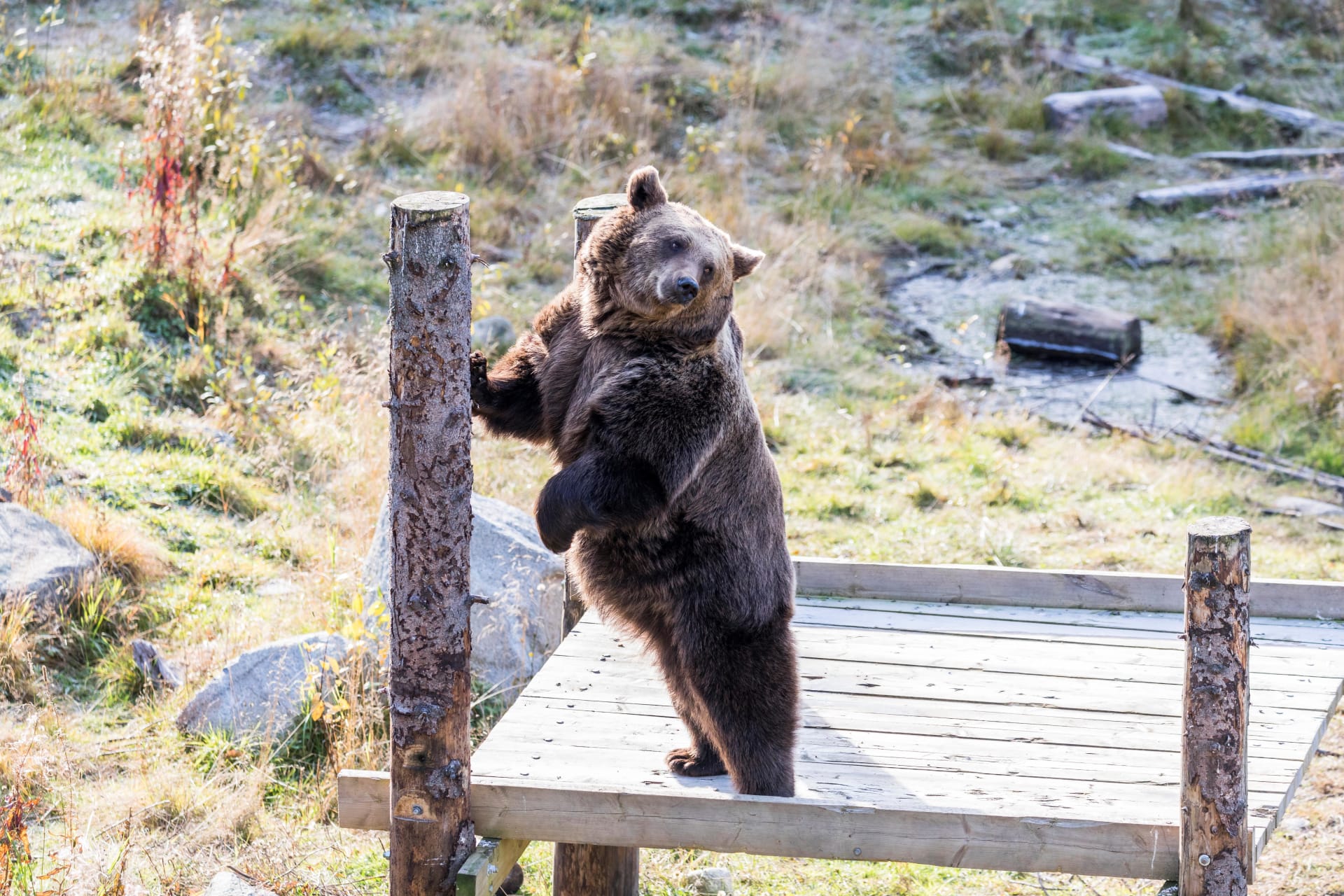 Ranua Wildlife Park - Animals