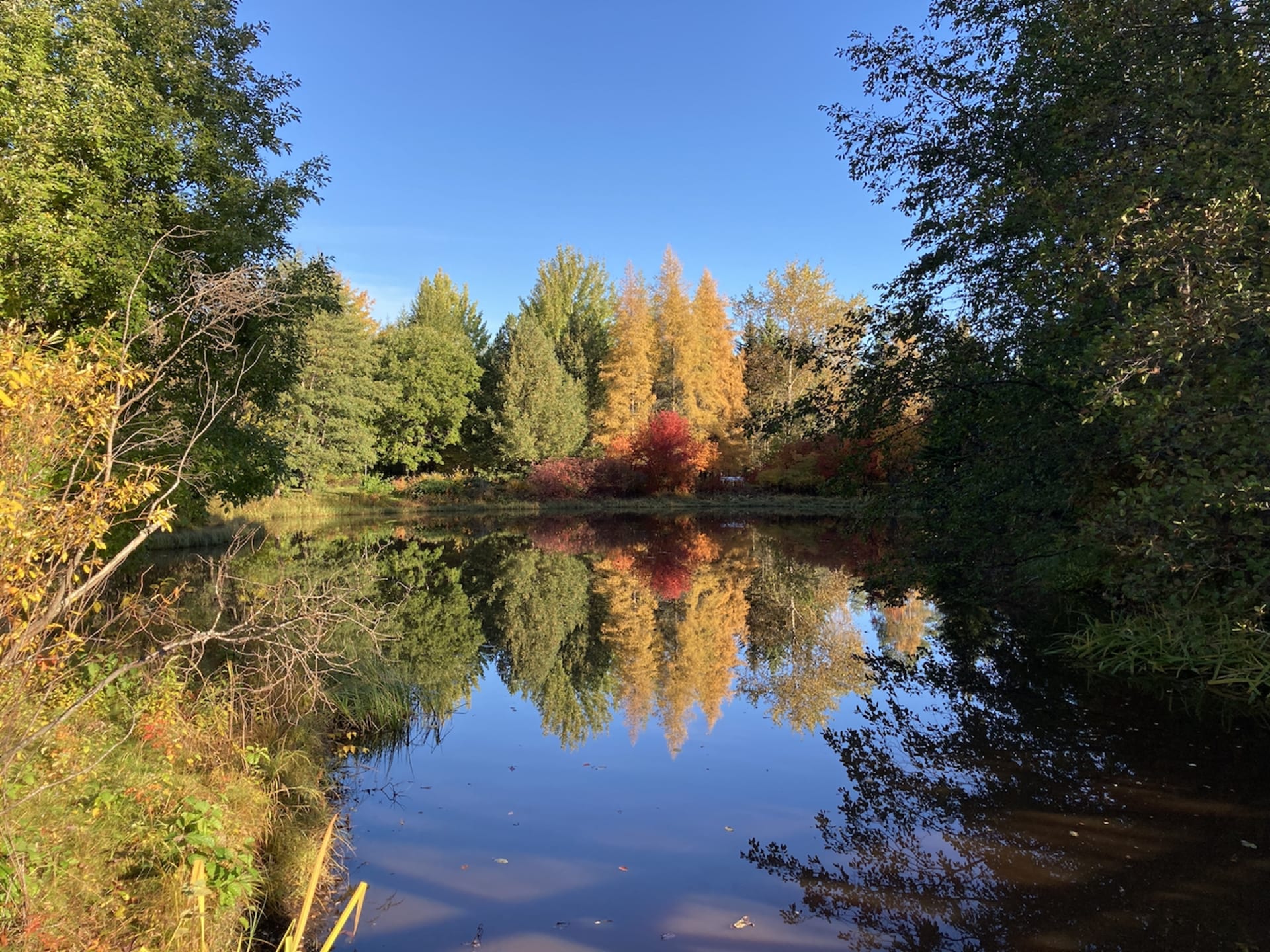 Autumn color in arboretum.