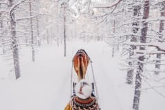 horse pulls a sleigh through a snowy forest. The passenger sits wrapped in a blanket, wearing a fur hat and a patterned knit sweater.