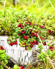 Virkistävä marjanpoimintaretki kansallispuistoon