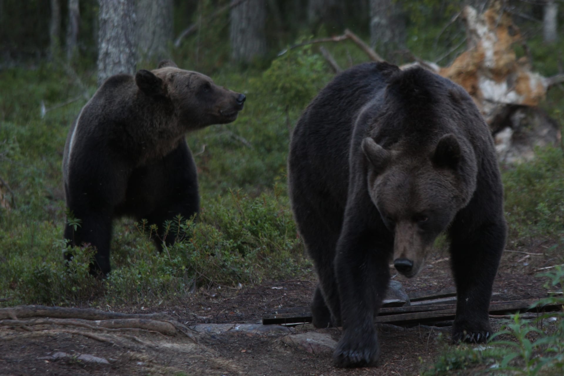 Birds and Bears Archives - Wildlife Holidays in Romania