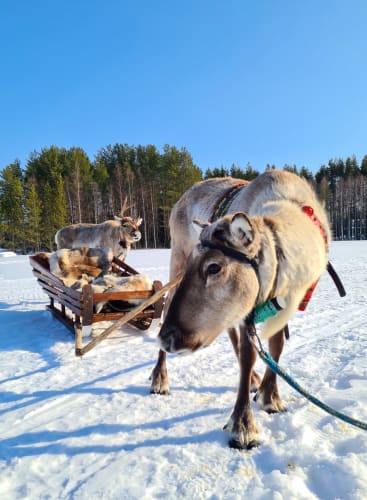 Two reindeers with a sled on a reindeer farm