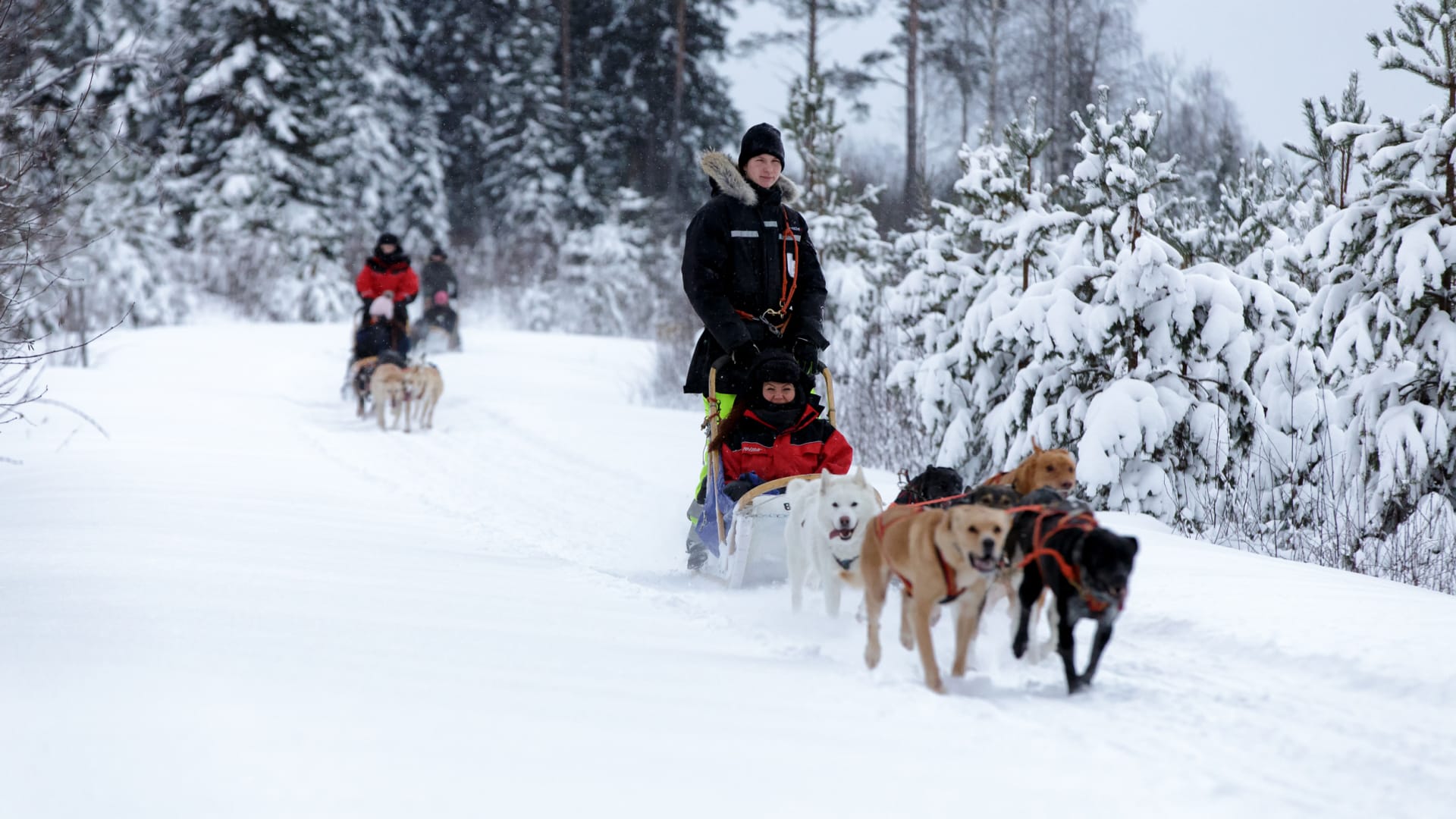 Husky_ride_in_Vuokatti