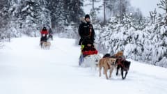 3 km huskyajelu Vuokatti Huskylla