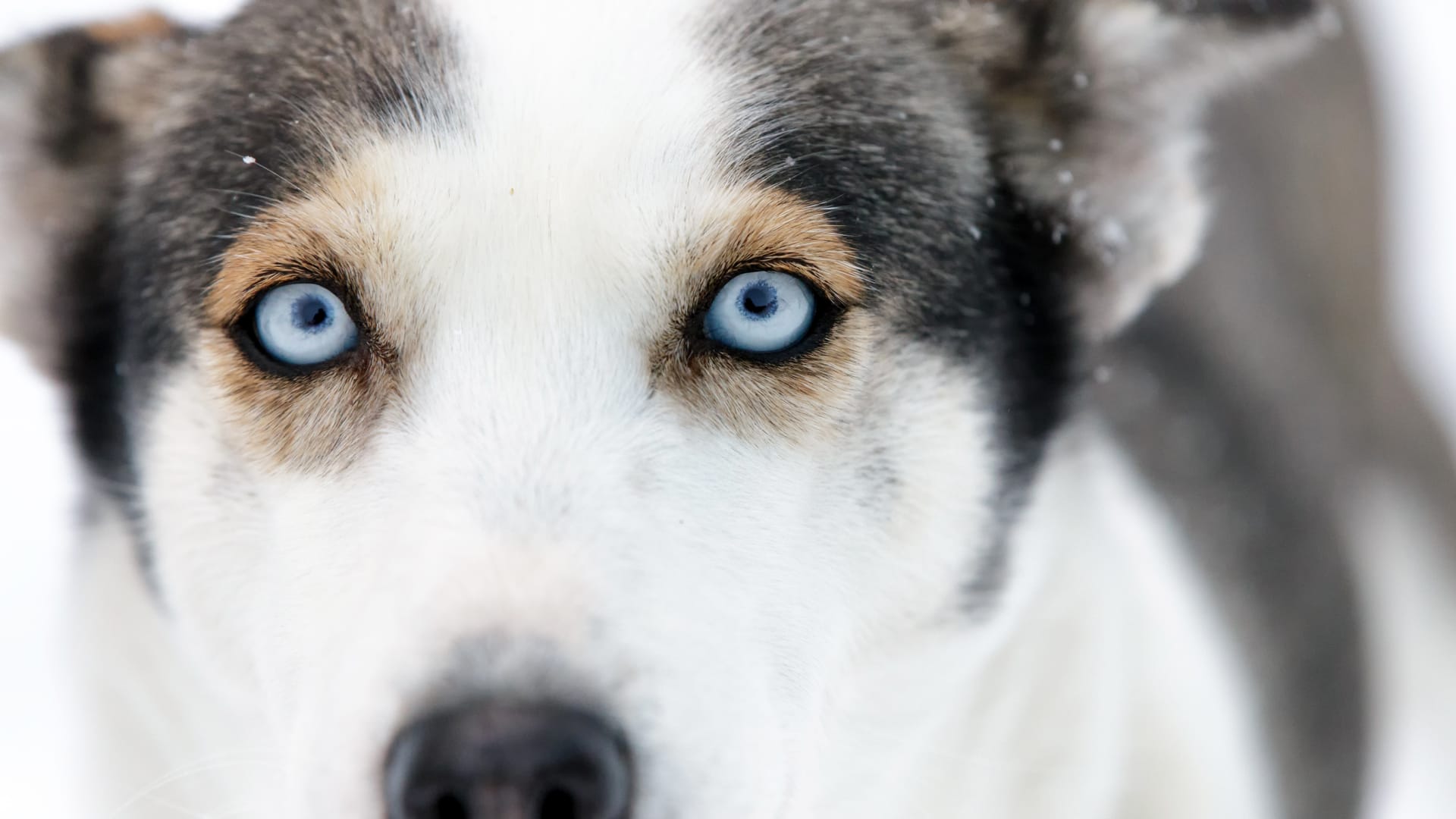 Husky_ride_in_Vuokatti