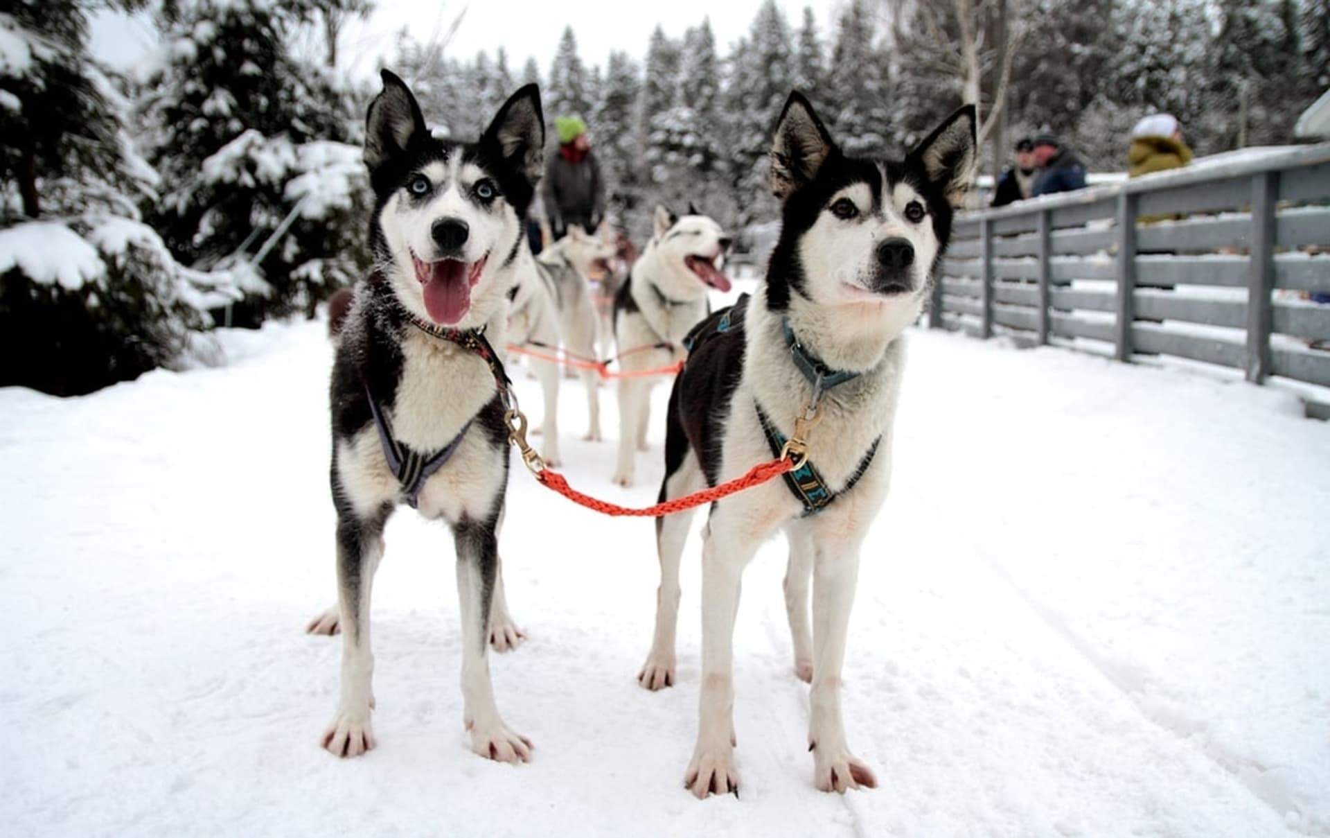 Husky_ride_in_Vuokatti