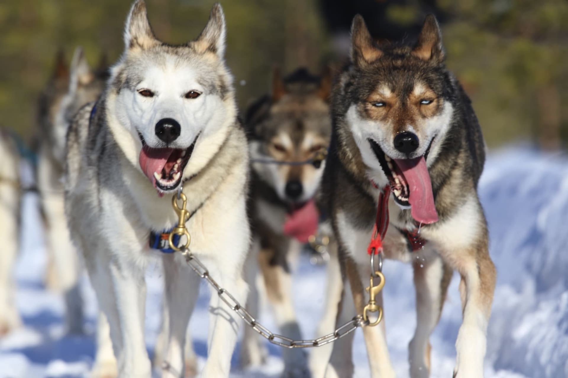 running huskies