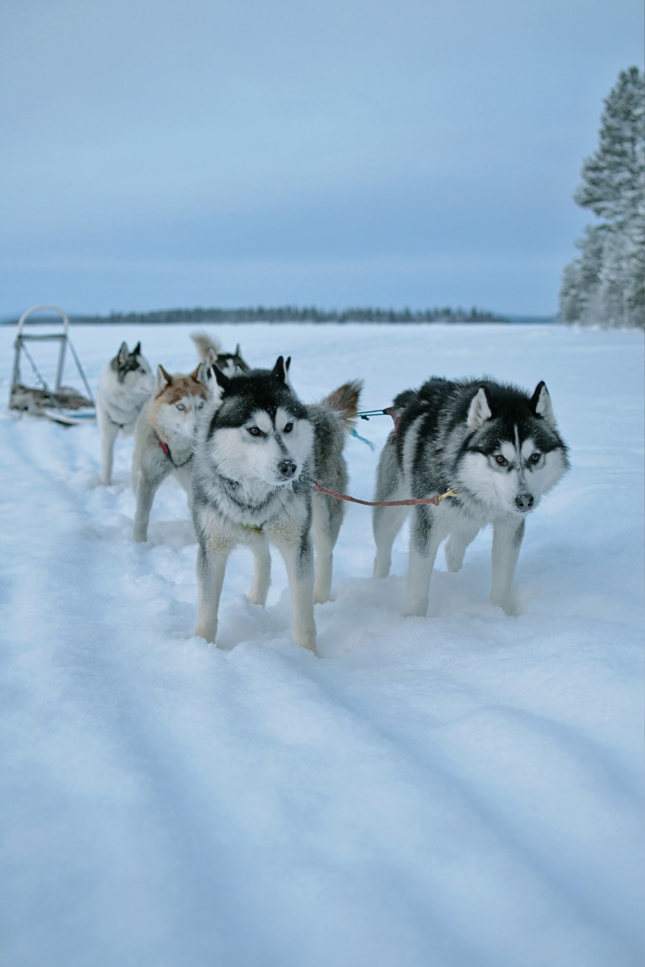 husky team