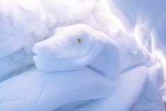 Snow and Ice art