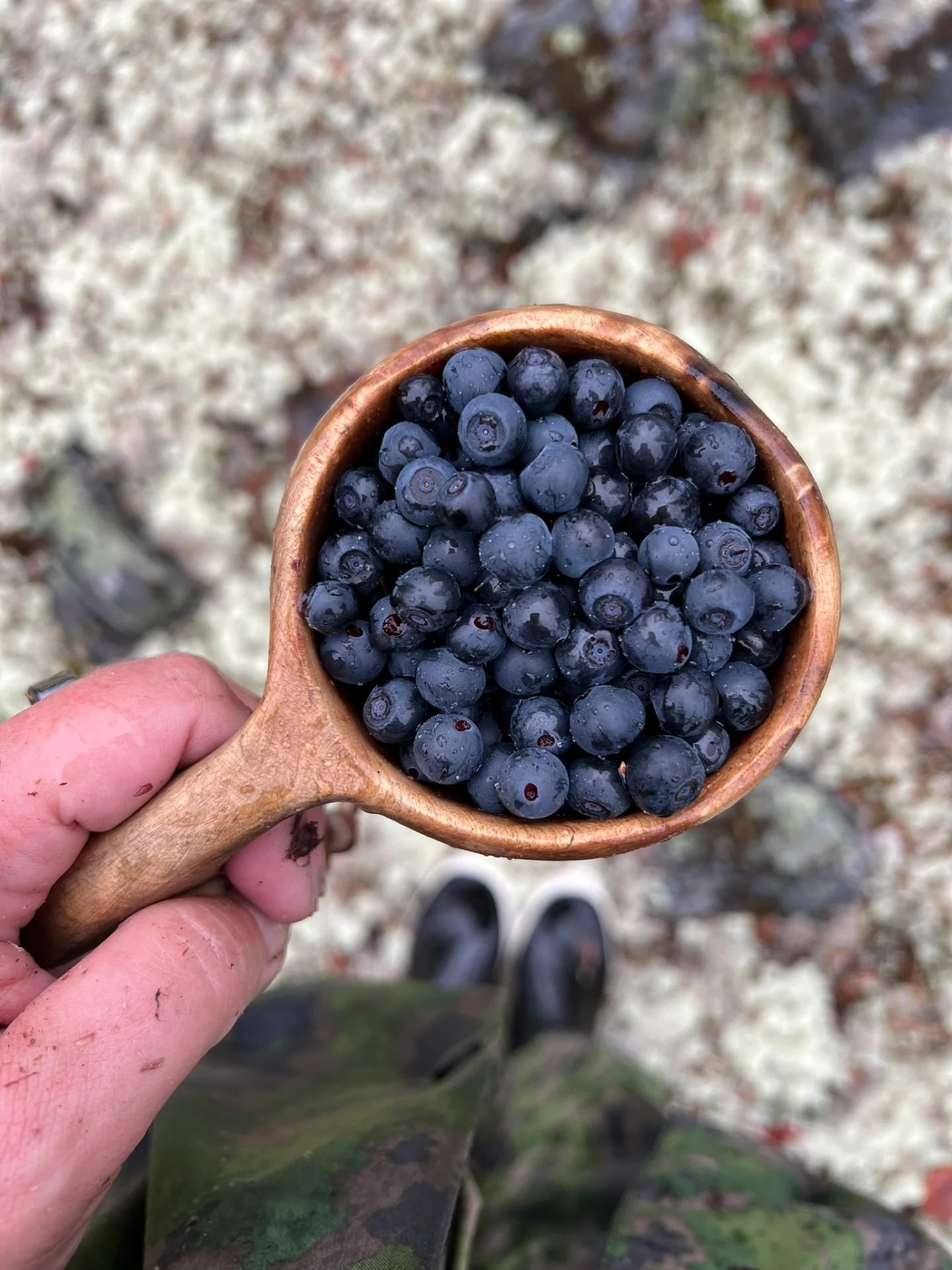Blueberries to pick