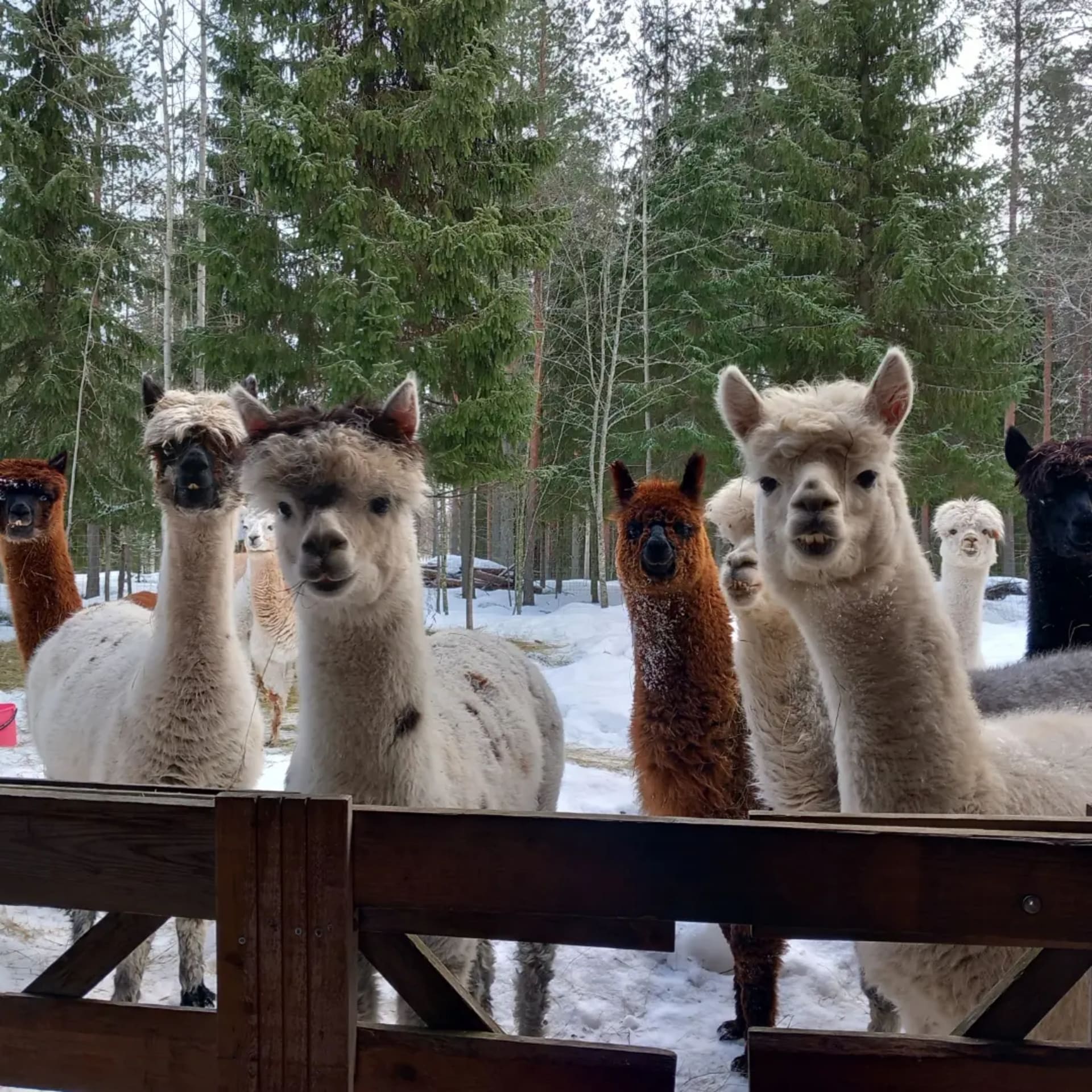 Happy alpacas