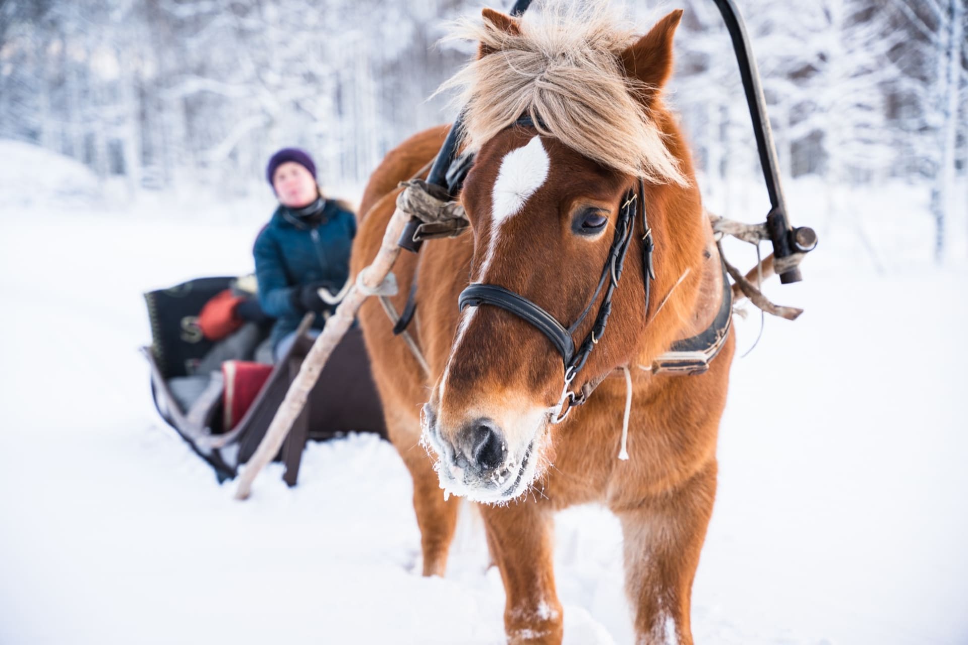 Sleigh ride on a Finnish horse in the countryside when the horse looks at you