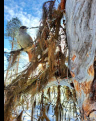 Siberian Jay at Angeli reindeer farm