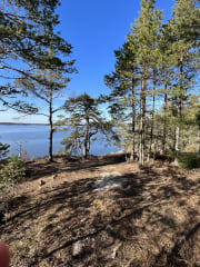 Typical archipelago pine forest