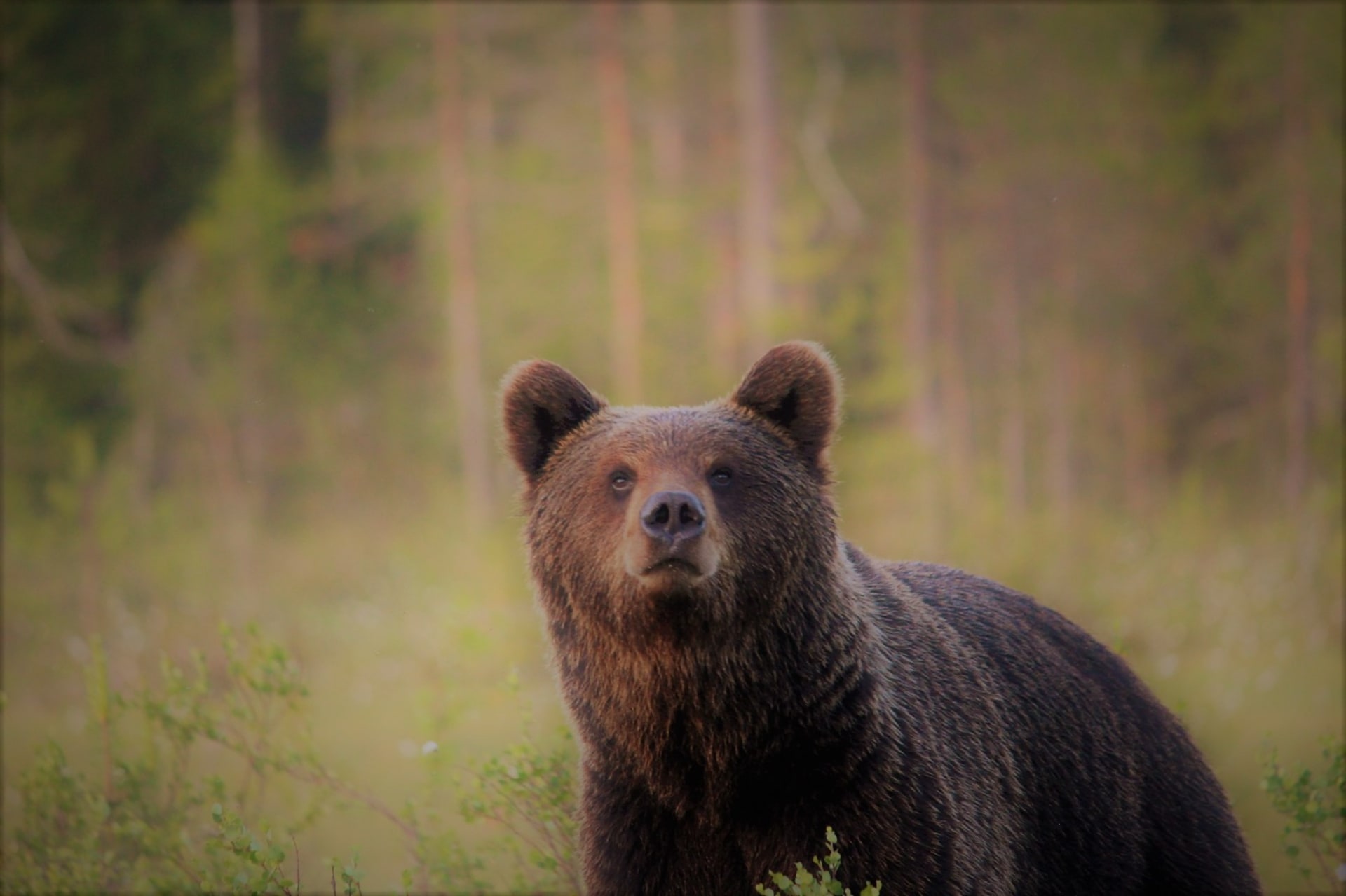 Bear Watching and Photographing