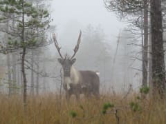 Metsäpeura etualalla. Taustalla sumuinen metsämaisema. Kuva: Jyri Lehtonen