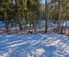 There would be room for another dog here too