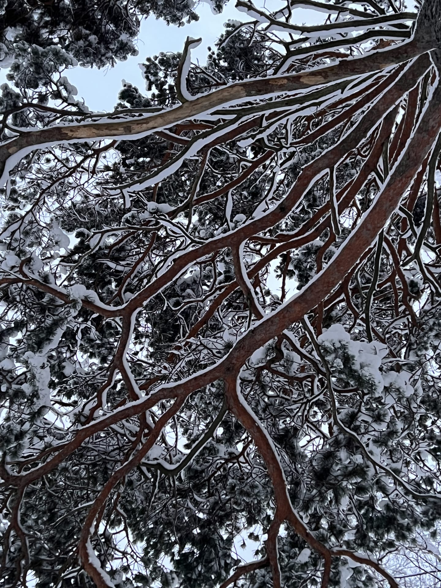 Luminen puu alhaalta päin nähtynä