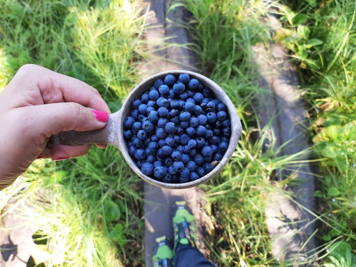 Blueberries can be found all over the national park!