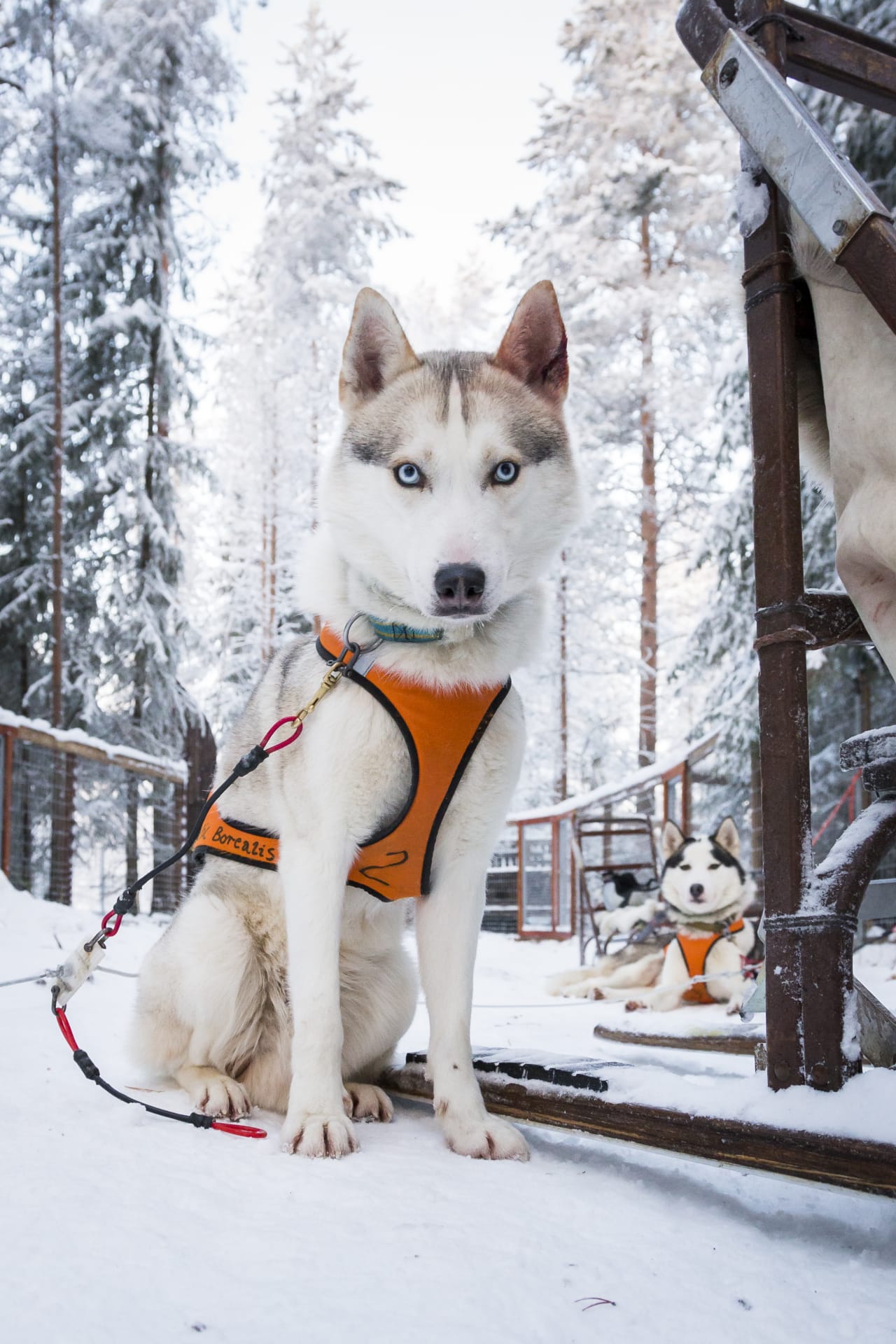 Husky safari in Ranua