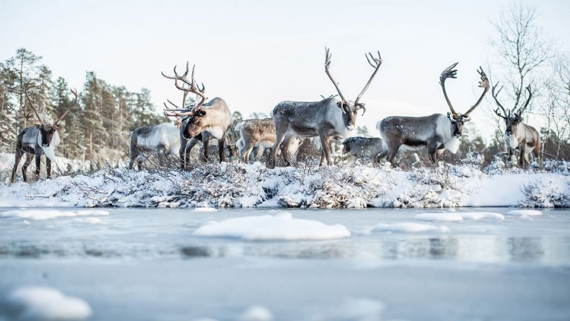 Reindeer Farm Experience