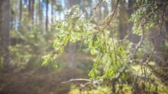 Villilänsaaren luonnonsuojelualue