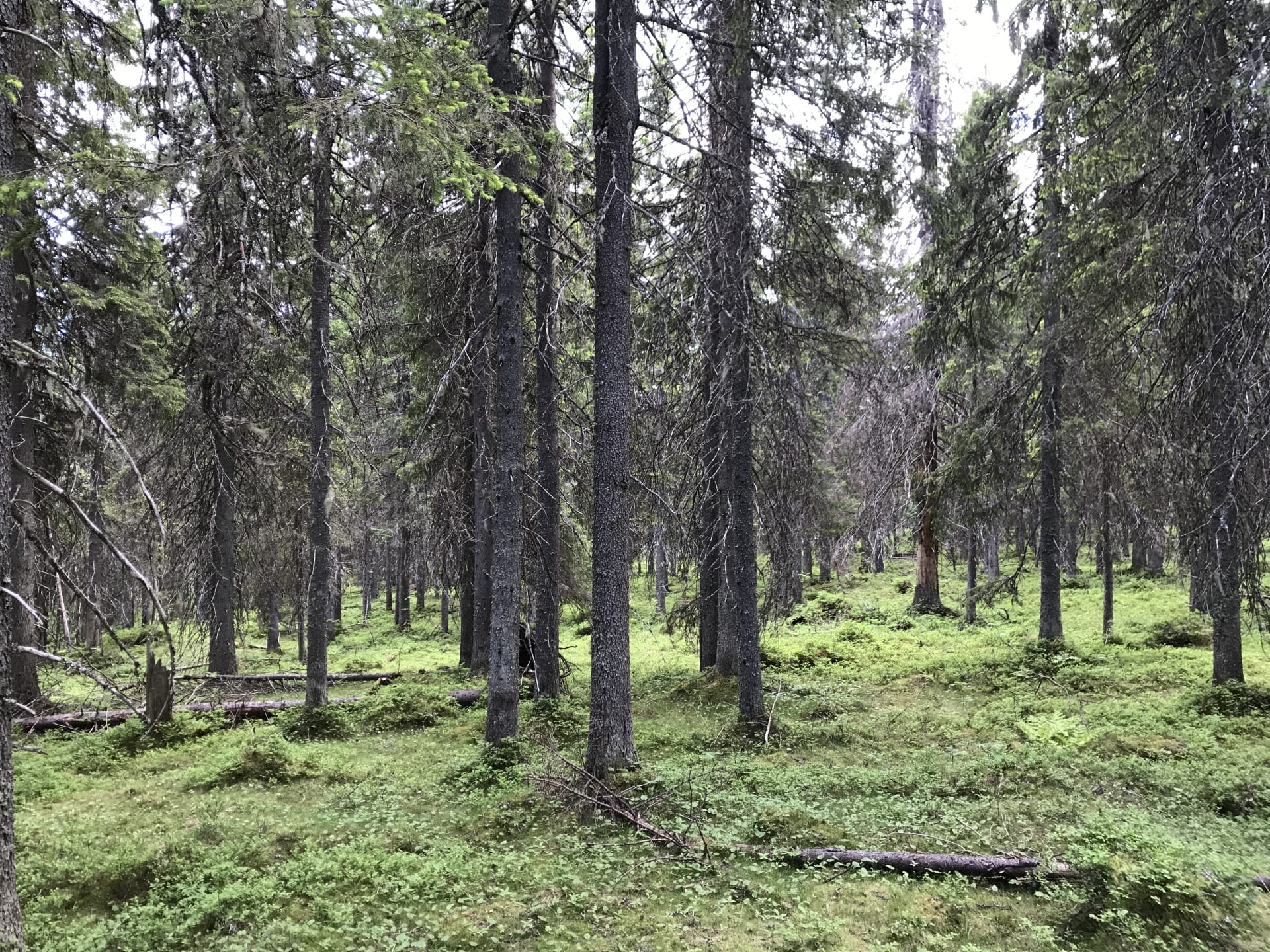 Excursion to Paljakka Strict Nature Reserve