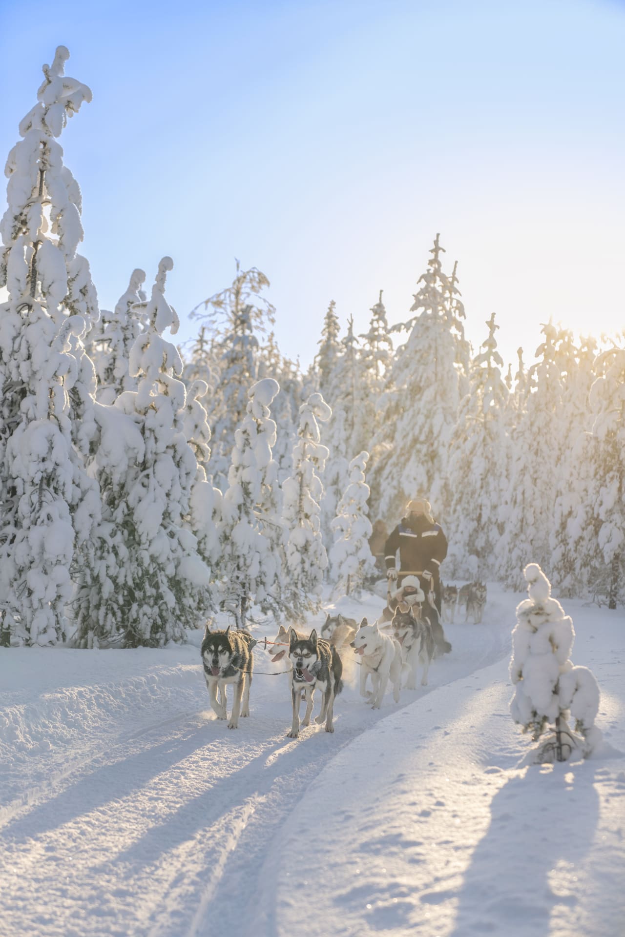 Visit the Husky Farm + Husky Sleigh Experience | Visit Finland