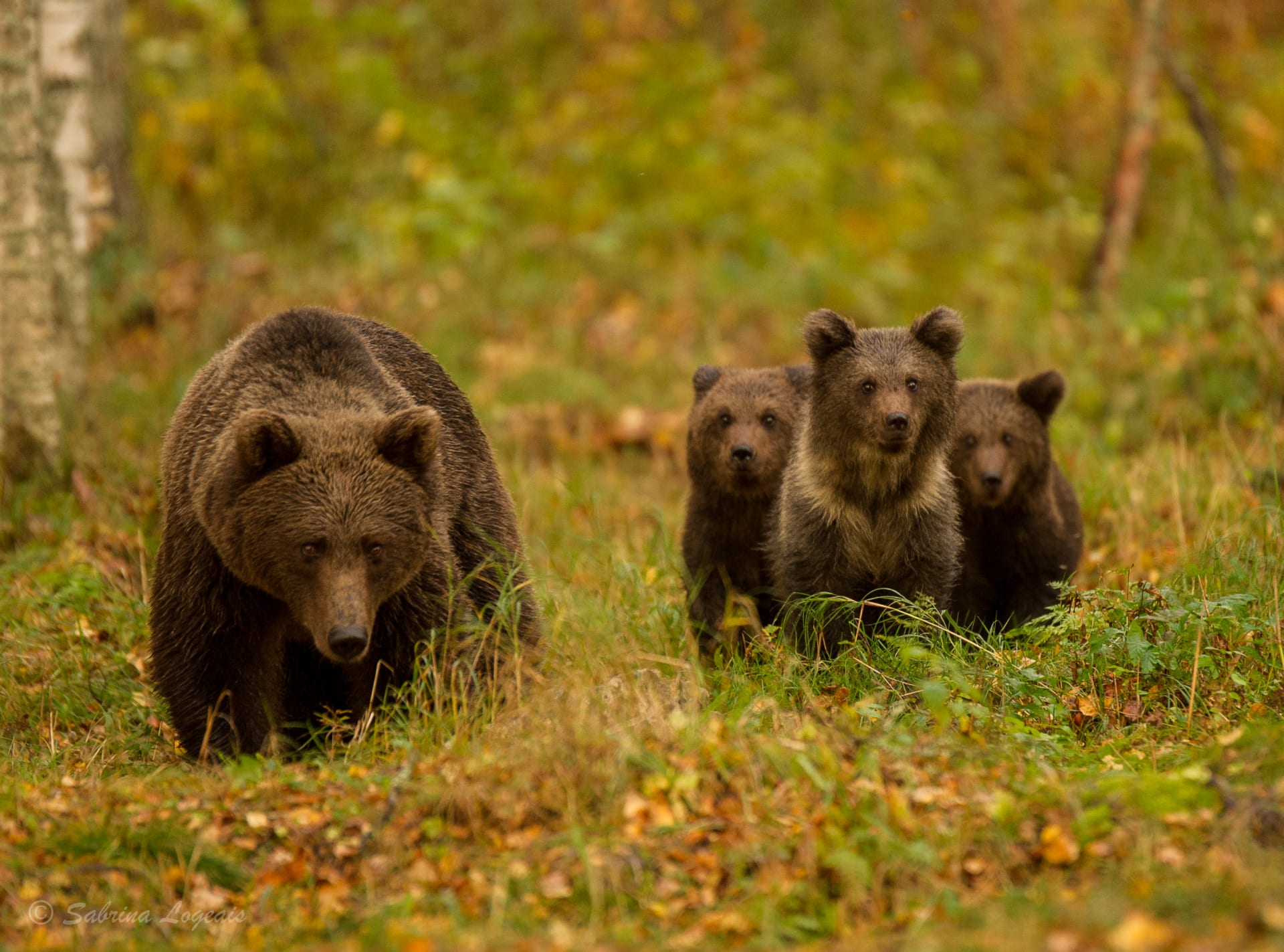 Taiga Spirit bear watching