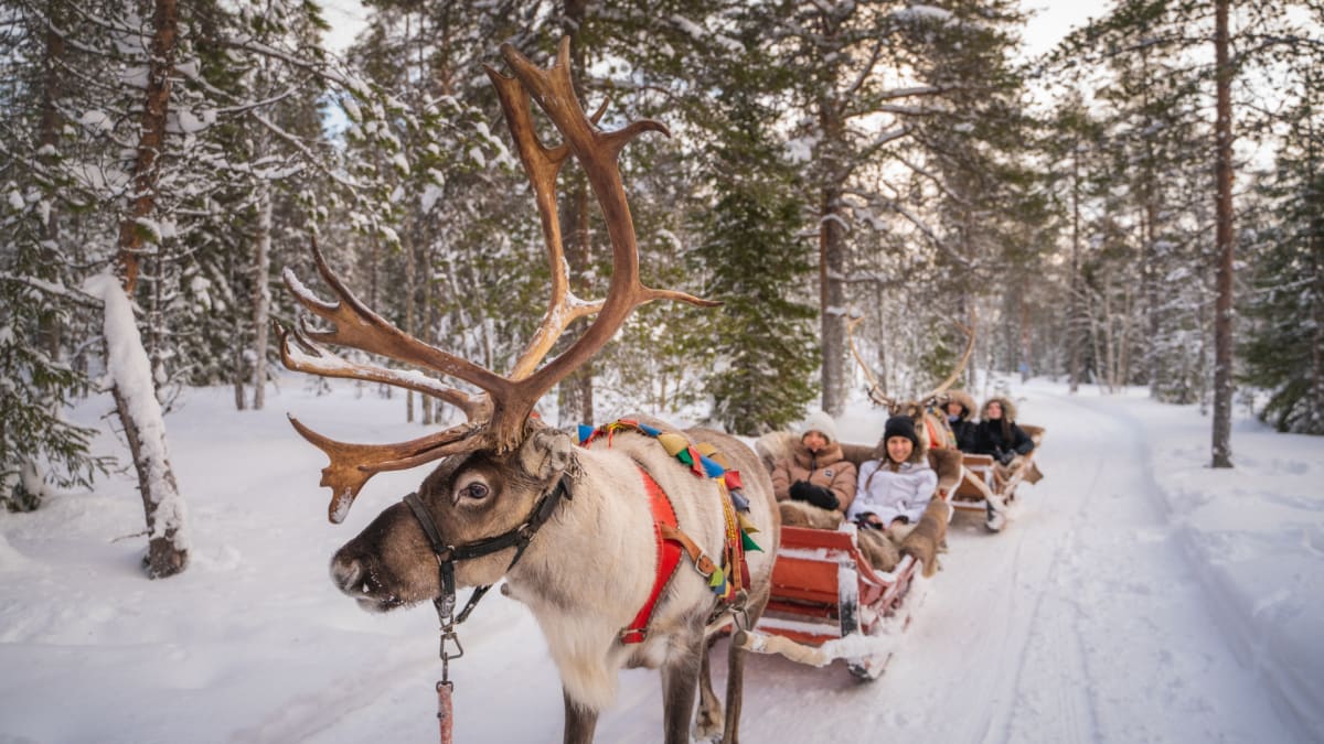 Reindeer sleigh ride in Arctic Circle