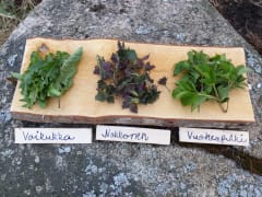 wildherbs