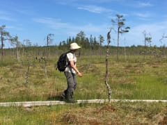 Retkeilijä kävelee pitkospuilla avaralla suolla. Kuva: Maija Mikkola