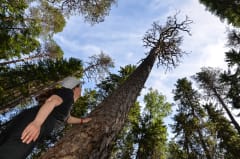 Retkeilijä katsoo puiden latvoja. Kuva: Upe Nykänen