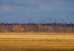 Birds flock in autumn Liminka Bay