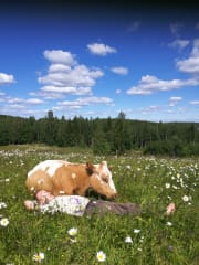 A nap on the Cow Camp