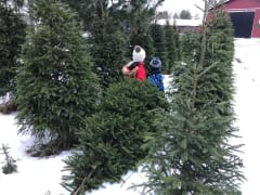 Oulu Reindeers & Christmas Trees 3
