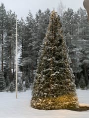 Oulu Reindeers & Christmas Trees 4