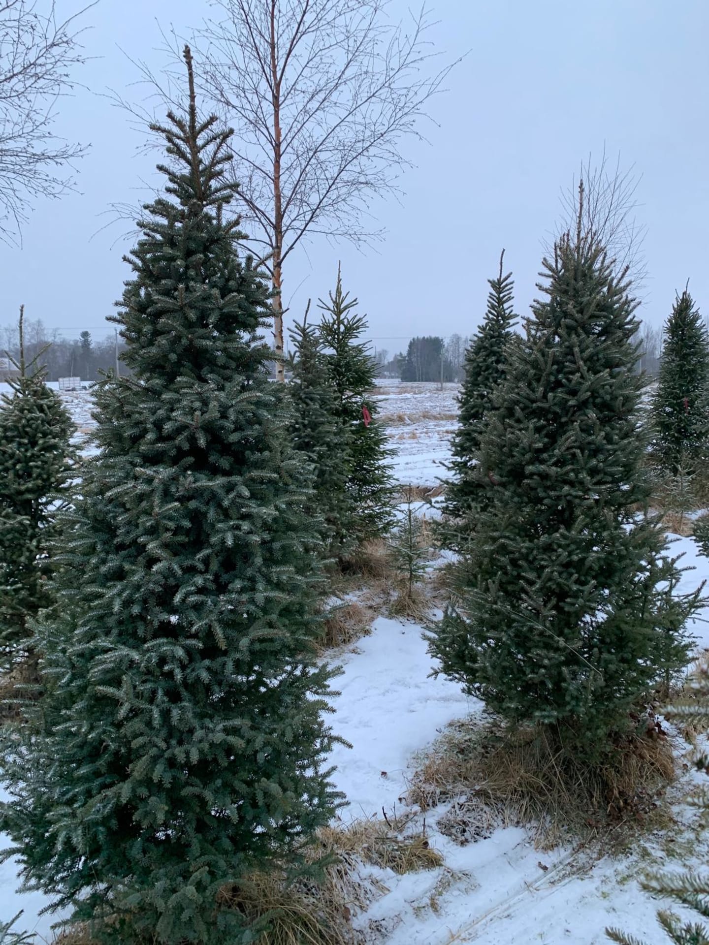 Oulu Reindeers & Christmas Trees 6