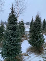 Oulu Reindeers & Christmas Trees 6